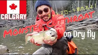 Fly Fishing Cutthroat trout on Dry fly Oldman River Southern Alberta, Canada カナダでフライフィッシング カットスロート