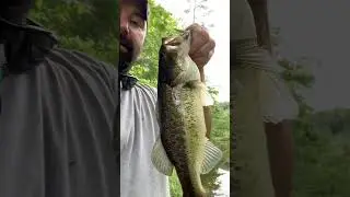 Great largemouth bass on a strike king rage bug and ultra light rod and reel #bassfishing  #fishing