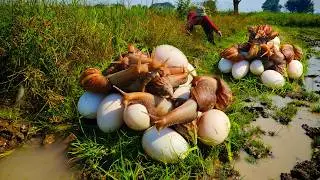 Harvesting a lot of snails and eggs at rice field by hand skills