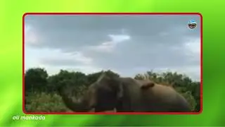 Elephant attack,yala national zoosri lanka,ali mankada