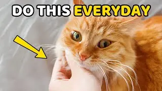 8 Golden Tips to Win Your Cat’s Love Forever