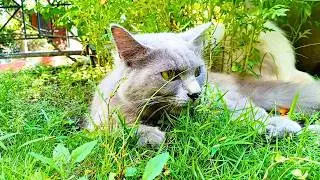 Mother Knows Best: Why Little Sky Only Listened to Snow 🐾🏡