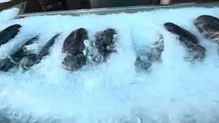 Рыбный рынок. Рыбный ресторан в Дохе