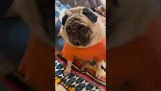 Cute #ytshort #pug #cuteanimal #funny #shortsviral