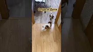 Отцы и дети  #собака #животные #джекрасселтерьер #dog #dogs #pets