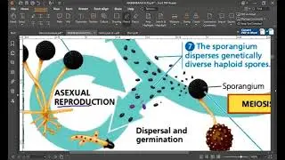 Kingdom Fungi Paper Discussion