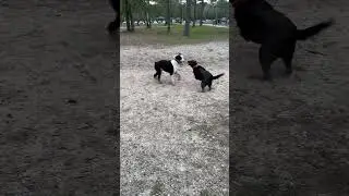 Mr. Thor returns to the park. #puppy #doodle #sheepadoodle #doglover #pets #poodlemix #petsvlog