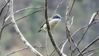 Blyth's Shrike Babbler calling