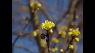 Northern Spicebush Plant Profile