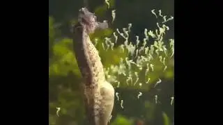 Конёк 🌹