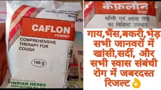 Caflon Powder Pet Cough and Cold Medicine (Indian Herbs) Review uses and benefit composition dosage