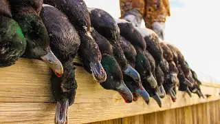Diver Duck Hunting Maryland | Bluebill Mayhem!