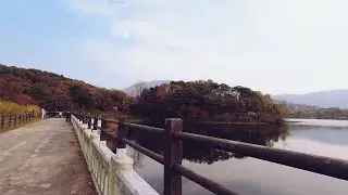 [4K] Seoul Walk - A walk around Gwacheon Reservoir (Lake) in Seoul Grand Park -Autumn is everywhere