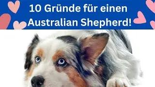 Warum sind Australian Shepherds so toll? 🐶 Die 10 wichtigsten Gründe!