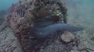 Discarded lobster pot contents released.