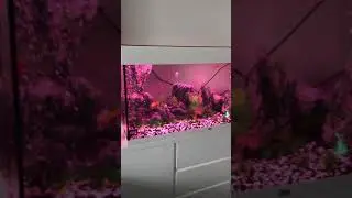 Juwel Spectrum HeliaLux LED lighting unit(100cm) & Juwel smart controller lighting display
