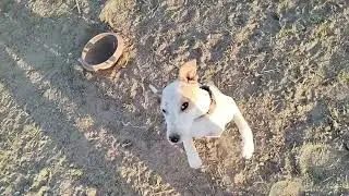 I rescue a female dog in cold night and give her food | Rescue innocent female dog 