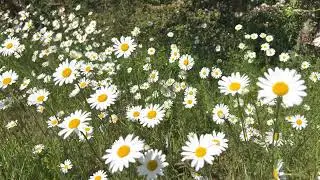 Daisies, Amersham
