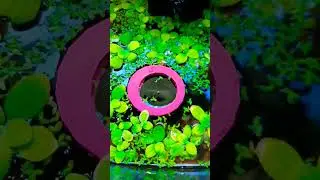 fish feeding portal/circle portal