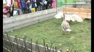 Знаменитые Арзамасские гусиные бои