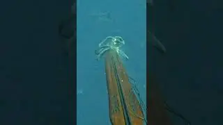 Spearing GIANT Bluefin Tuna in San Diego #spearfishing #shorts
