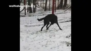 Amarok's First Snow