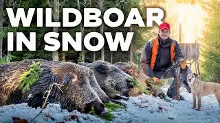 Wild Boar in Snow with Franz-Albrecht