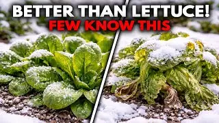 Better Than Lettuce. Grows All Winter, No Pests, No Replanting