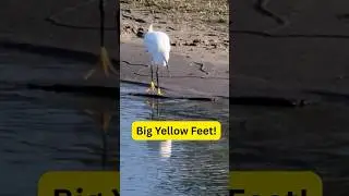Egret has BIG YELLOW FEET!