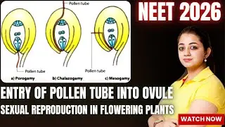 Entry of Pollen Tube into Ovule Diagram ,Sexual Reproduction in Flowering Plants | NEET 2026