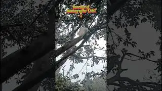 Monkey reaction after Colddrink #funnymonkey #funnymonkeyvideos #funnymonkeyvideo #funnymonkeyshorts