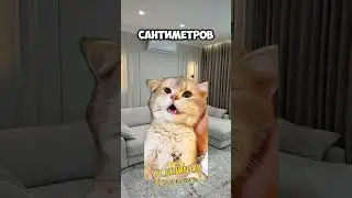 Пуля ограбила дом!😱 #мем #мемас #кот #залити #дуэт #смешнойшортс #cat #рек
