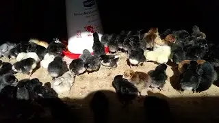 BROODER SERIES | Episode 1 [ Day 1 activities ]