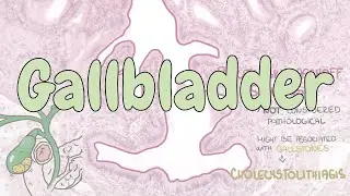 Gallbladder - digestive system histology