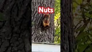 Squirrel eating walnuts in the tree #nature