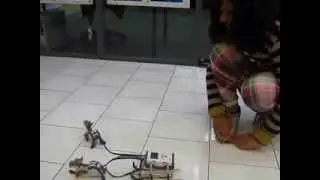 Robotics - Dog Sled Team by Tasneem Amelia  Johan