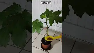 【秋葵種植 06】 持續施肥，穩固小花苞，耐心培植期 (第9周) |秋葵 種植 | grow okra |健康 |在家當農夫 #plants #樓頂菜園 #健康 #garden