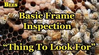 Bee Hive Frame Inspection / Things To Look For