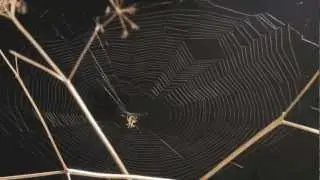 Spider building web time lapse