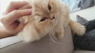 Cat trilling Rrrrrrraaa