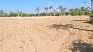 مزرعة بحاري 7 فدان مانجو و انتاج حيواني علي الاسفلت الفرعي مباشر طريق القاهرة اسكندرية الصحراوي