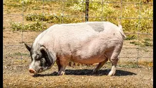 10 Secrets To prevent  Common Pig Diseases| Smart Agri Hub