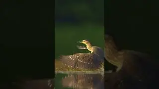 Elegant Egret in Slow Motion