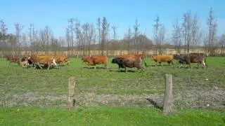 Erster Austrieb aus dem Stall von einer der Herden vom Erlebnisbauernhof Hof Heseker  2.4.16