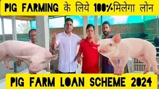 Pig farming के लिये लोन मिलेगा 100% कोई बैंक मना नहीं करेगा।Pig farming #loan  sceam #NLM 2024 #pig
