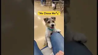 We Let Shelter Dogs Pick Their Families And THIS Happened 💔 Adoption Day #dogs  #foryou  #shorts