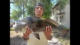 BIG BLACK DRUM AT COLE PARK-CORPUS FISHING-TEXAS RATTLER-DEFINITIVE RODS-FISH BANDIT SQUAD-