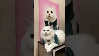 Kucing putih kalau ikut Squid Game