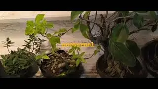 Bonsai Collection