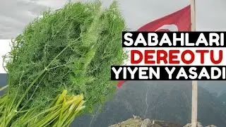 Her Sabah &Ccedil;iğ Dereotu V&uuml;cudunuza Bunları Yapıyor | Dereotunun Faydaları Nelerdir?